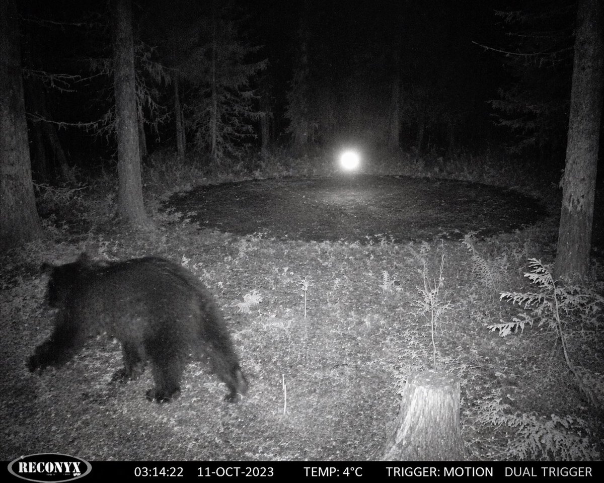 Paranormal Trail Camera Encounter preview image