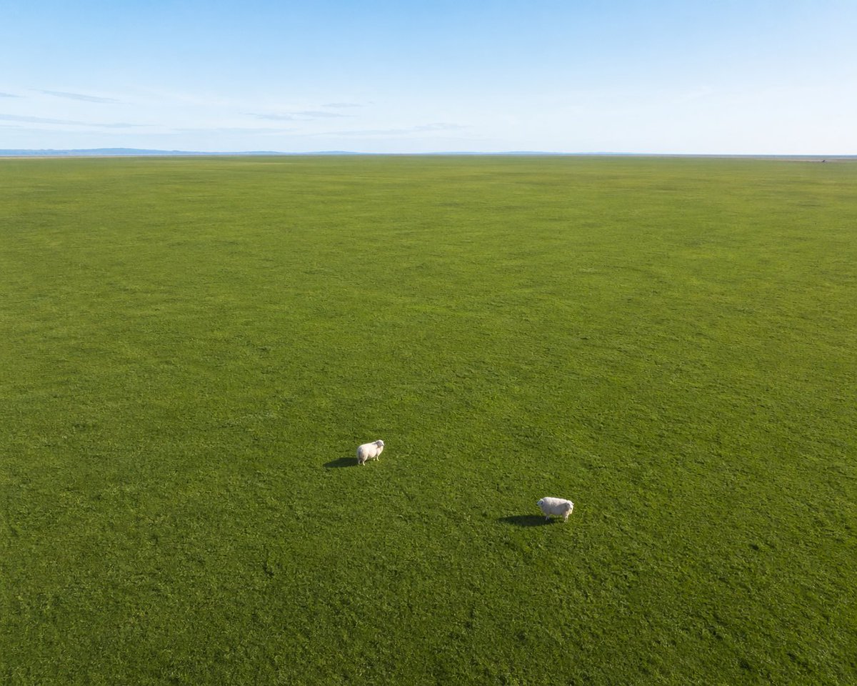 Aerial View of Vast Grassy Plain with Two Sheep preview image