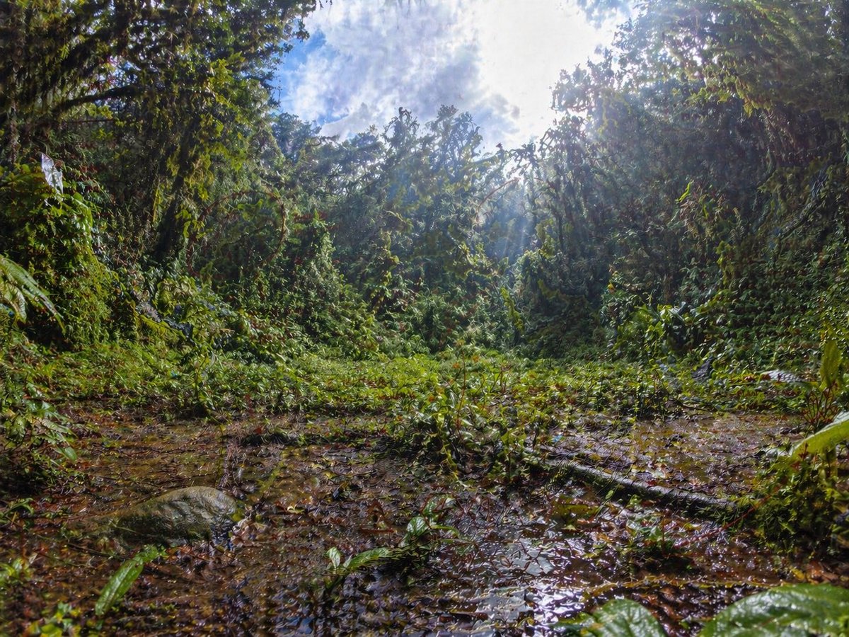 Rainforest Clearing with Speckle Artifacts preview image