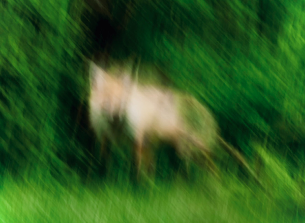 Blurred Deer in Green Forest preview image