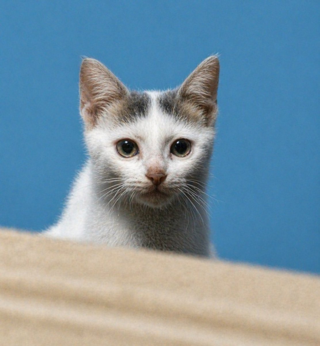 Enhance Blurry Kitten Photo preview image