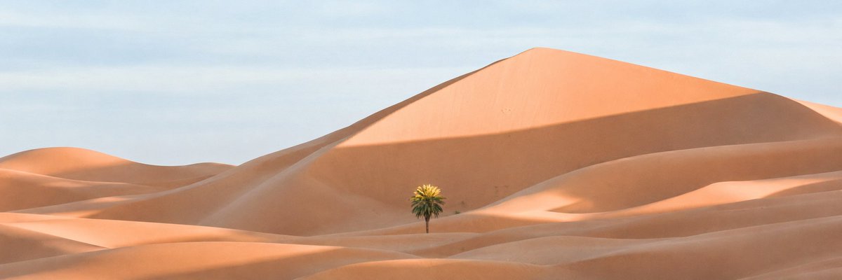 Ultra-Wide Desert Dunes With Lone Palm preview image