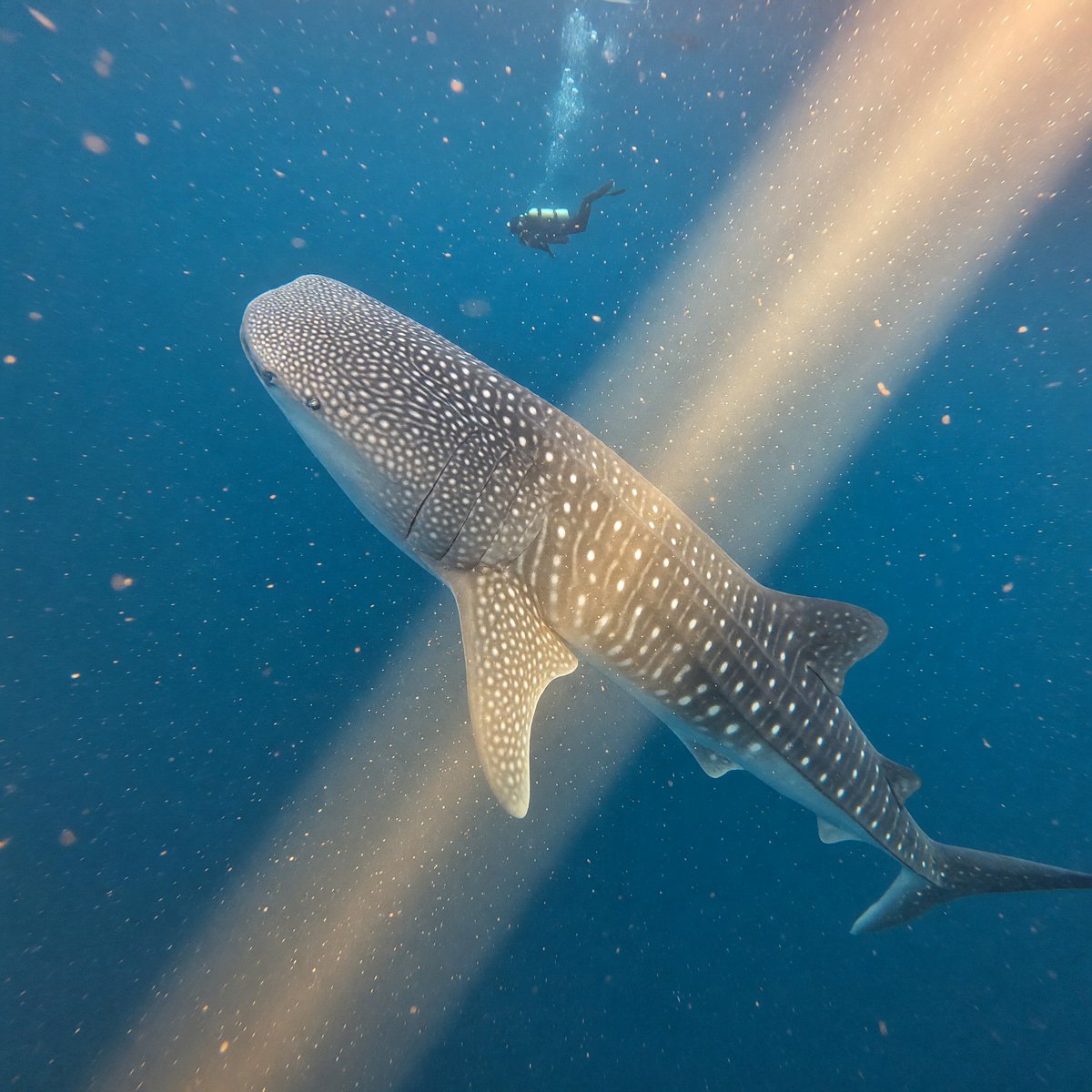 Whale Shark in Sunbeam preview image