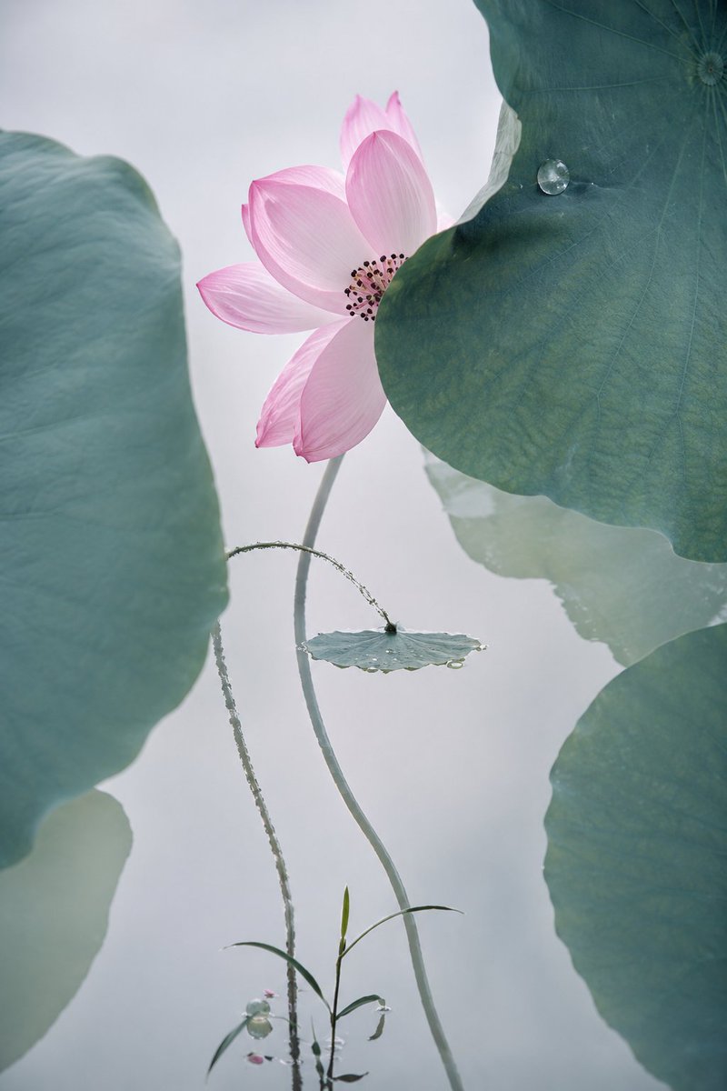 Cinematic Lotus Ancient Painting preview image