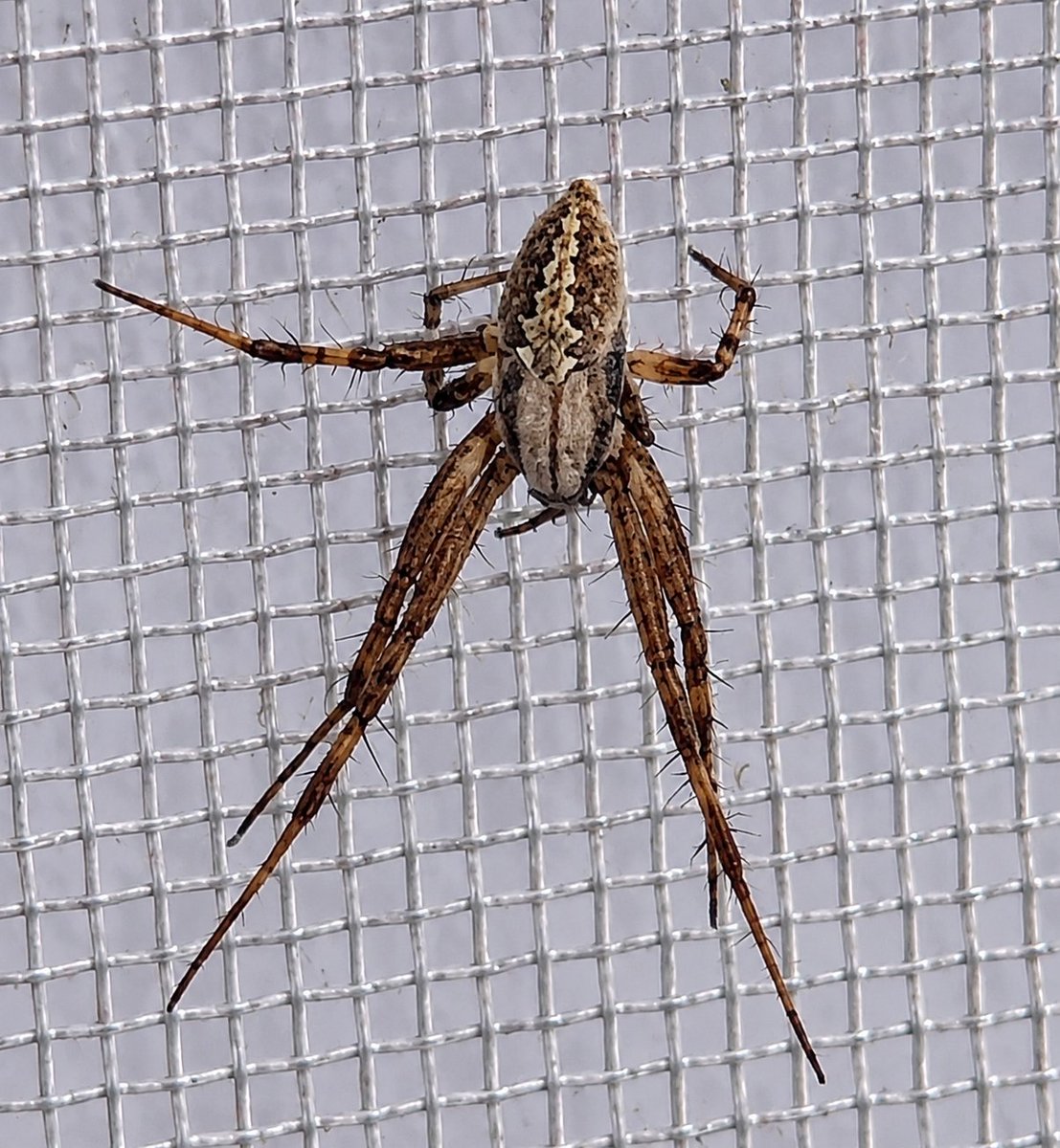 Enhanced Spider Macro Photo preview image