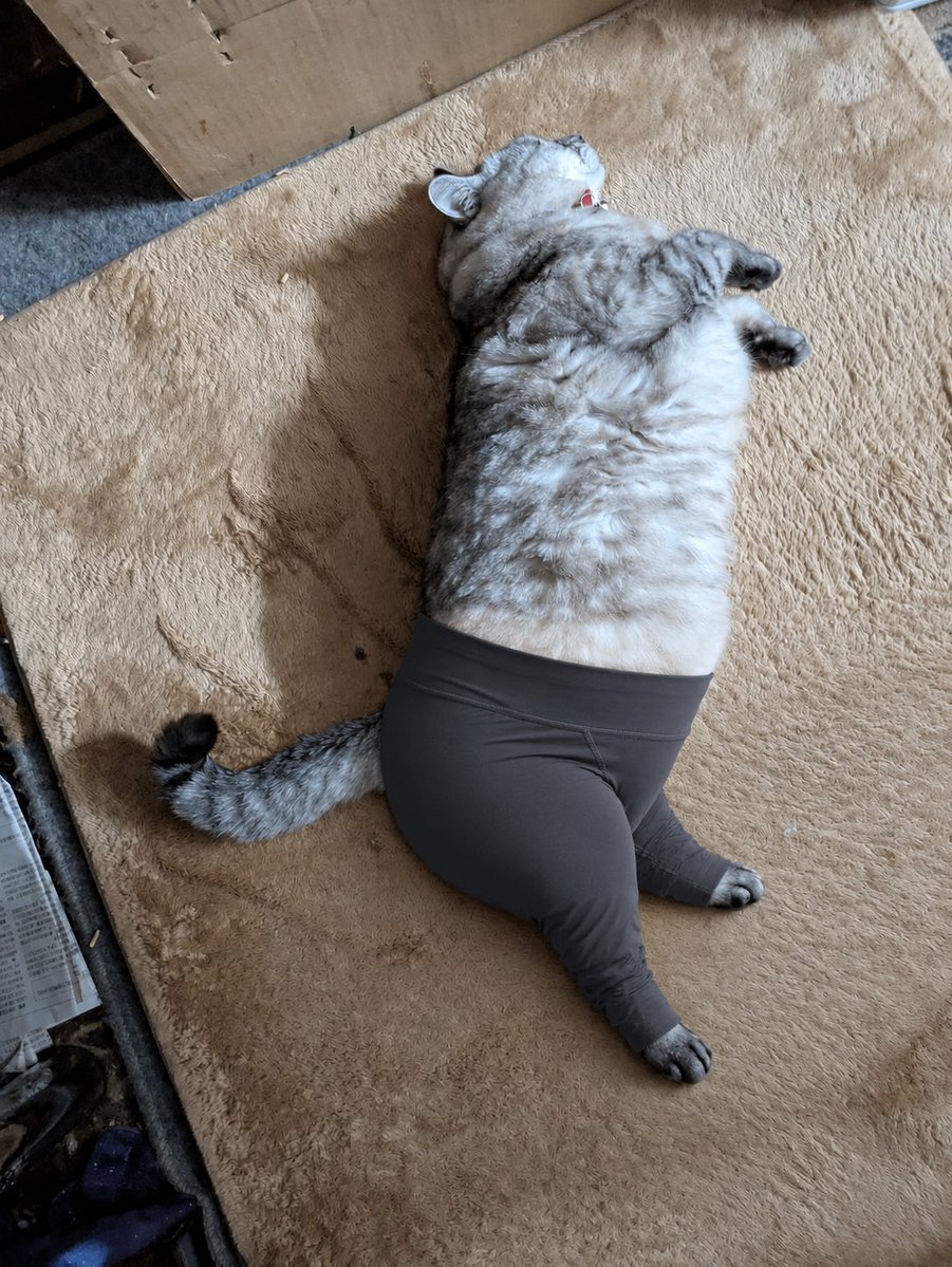 Cat Wearing Yoga Pants preview image