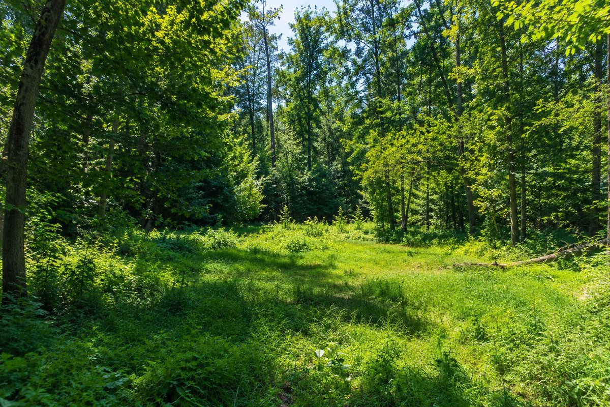 High Resolution Forest Clearing Photo preview image