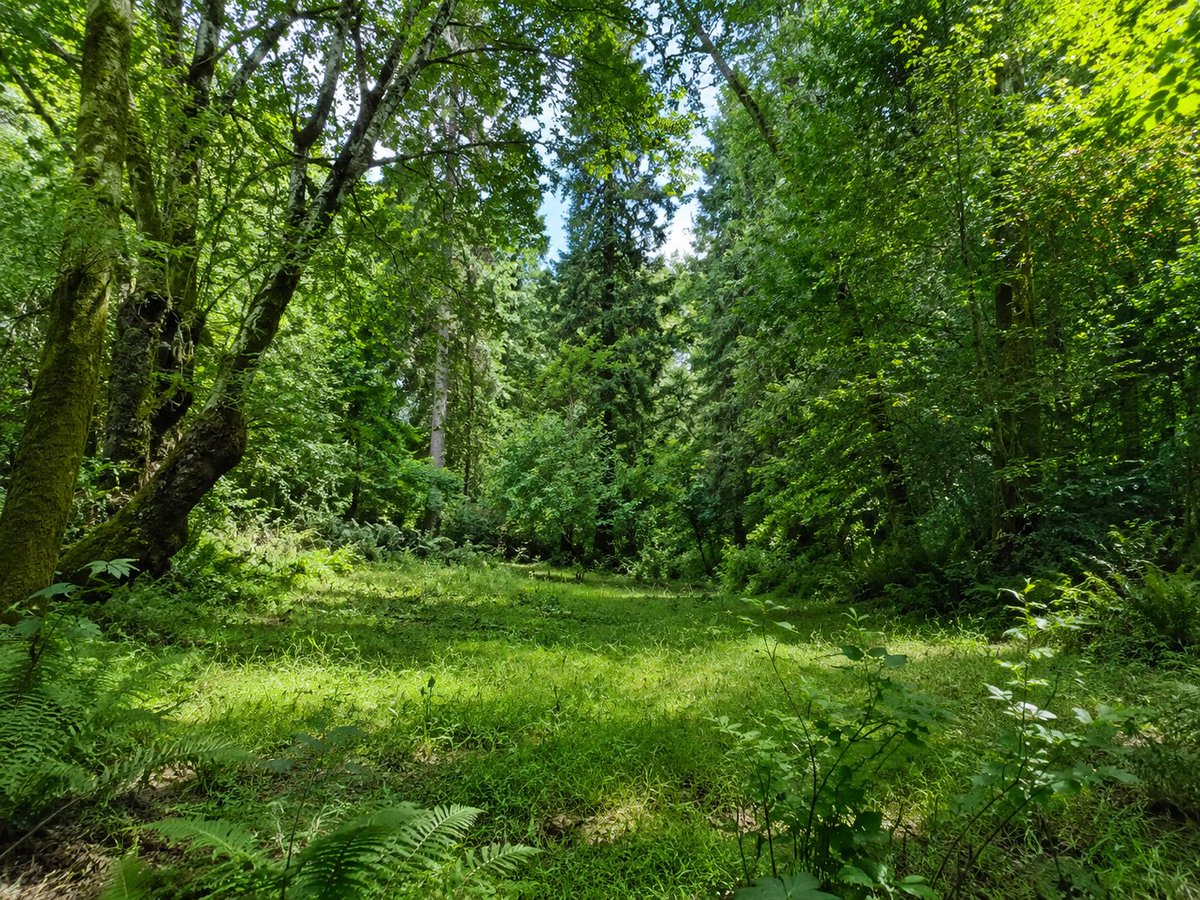 Sunlit Forest Clearing Photo preview image