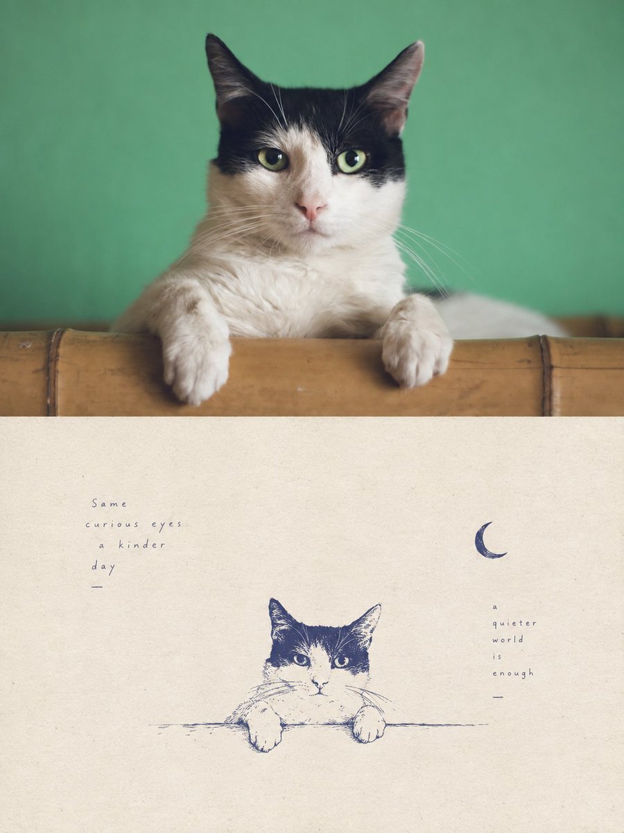 Tuxedo Cat Photo and Line Art Diptych preview image