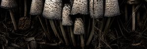 Emotional ultra-wide-angle macro mushroom group preview image